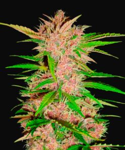 Fastberry Auto Fast Buds Seeds