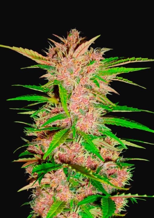 Fastberry Auto Fast Buds Seeds