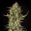 Fat Banana Auto Royal Queen Seeds