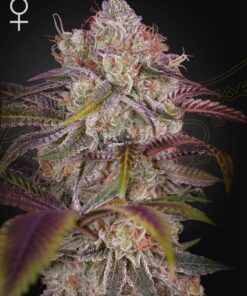 Gran Jefa Green House Seeds