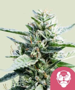Granddaddy Purple Royal Queen Seeds