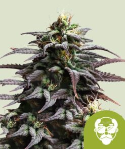 Granddaddy Purple Auto Royal Queen Seeds