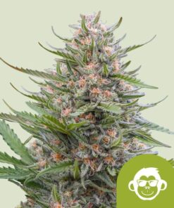 Grape Ape Auto Royal Queen Seeds