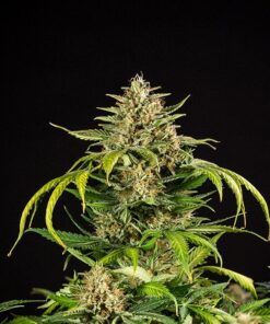 Green Gelato Auto Royal Queen Seeds
