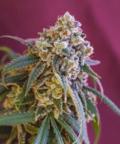 Green Crack Punch Royal Queen Seeds