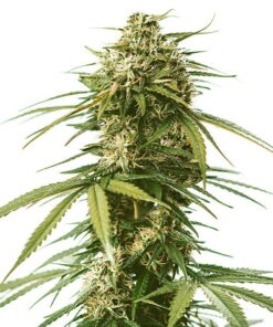 Gushers Royal Queen Seeds