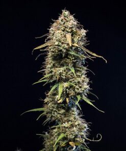 Haze Berry Auto Royal Queen Seeds