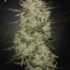HighCloudZ Auto Green House Seeds