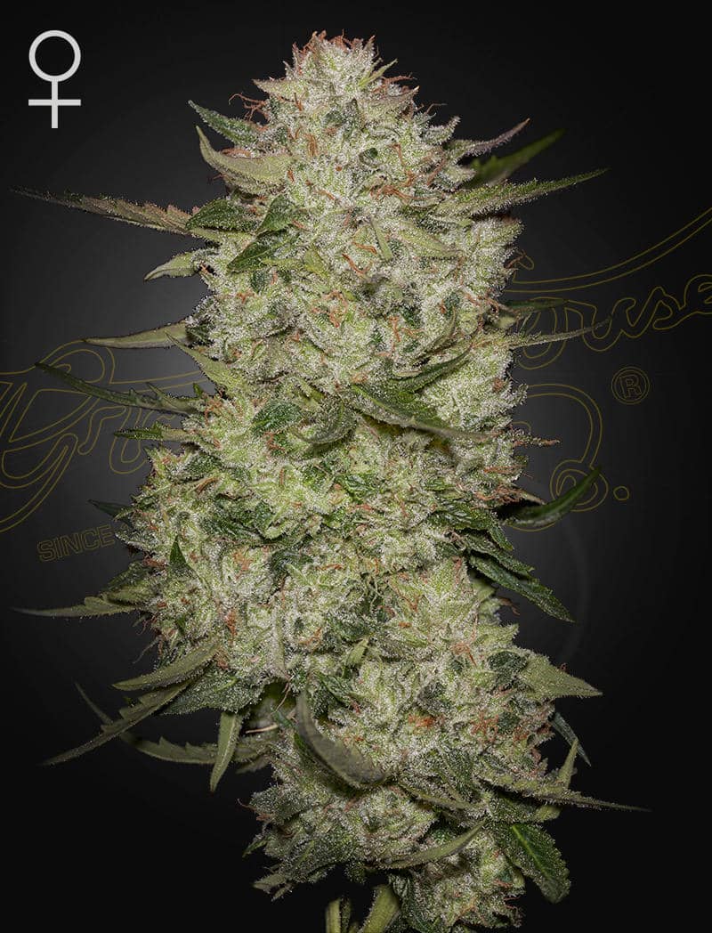 HighCloudZ Auto Green House Seeds