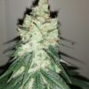 Honey Cream Royal Queen Seeds
