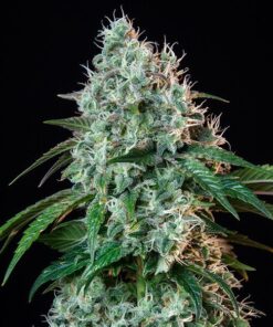 HulkBerry Royal Queen Seeds