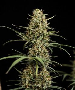 HulkBerry Auto Royal Queen Seeds