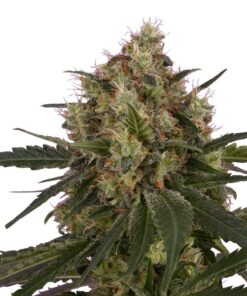 ICE Royal Queen Seeds