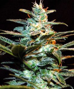 NYC Diesel Sweet Seeds