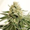 Ice Cream Haze Dutch Passion Seeds