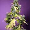 Jet Fuel Mandarine XL Auto Sweet Seeds