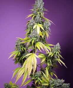 Jet Fuel Mandarine XL Auto Sweet Seeds