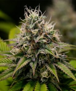 Kali Dog Royal Queen Seeds