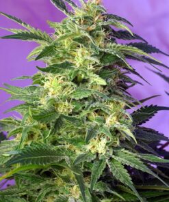 Killer Kush Auto Sweet Seeds