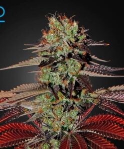 King's Kush Auto Green House Seeds