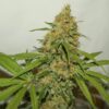 Kush CBD Dutch Passion Seeds
