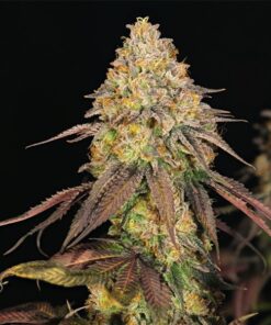 Legendary OG Punch Royal Queen Seeds