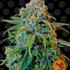 Liberty Haze Barneys Farm Seeds