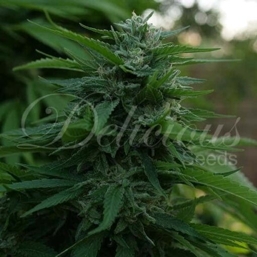 Lord Kush Delicious Seeds