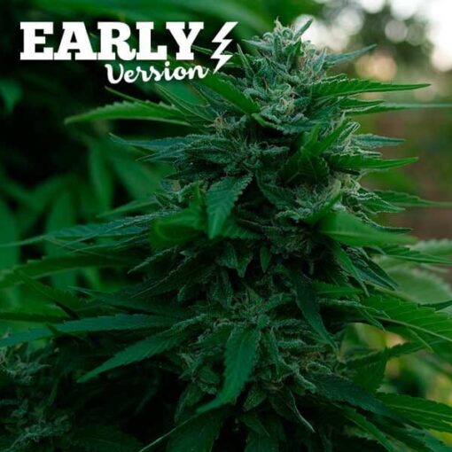 Lord Kush Early Version Delicious Seeds