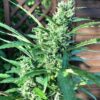 Mango Crunch Regular Royal Queen Seeds