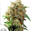 Mazar regular Dutch Passion Seeds