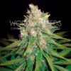 Mazar x Great White Shark WorldOfSeeds