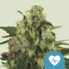 Medical Mass CBD Royal Queen Seeds