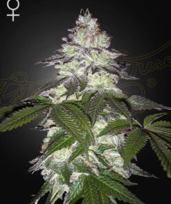 Milky Dreams Green House Seeds
