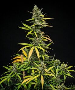 Mimosa Auto Royal Queen Seeds