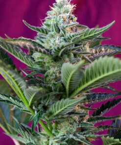 Mohan Ram Auto Sweet Seeds