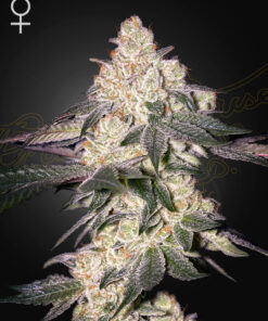 Moweeto Green House Seeds