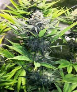 North Thunderfuck Royal Queen Seeds
