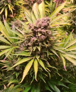 North Thunderfuck Auto Royal Queen Seeds