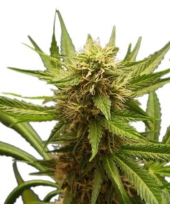 Northern Light Royal Queen Seeds