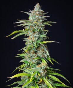 Northern Light Auto Royal Queen Seeds