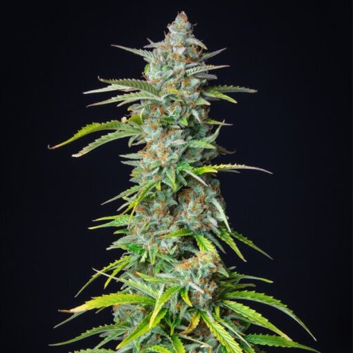 Northern Light Auto Royal Queen Seeds