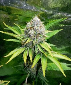 OG Kush Royal Queen Seeds