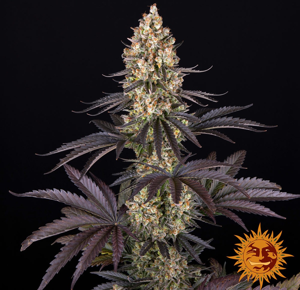 Rayli Stil porno filmlar onlayn Asal Uaylder ishtirokidagi Tam korayotgan retro porno filmi