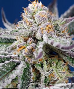 Orange Apricot Glue XL Auto Sweet Seeds