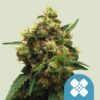 Painkiller XL CBD Royal Queen Seeds
