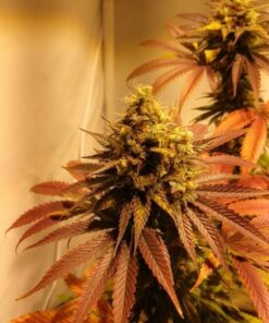 Passion Fruit Dutch Passion Seeds