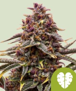 Pink Mist Auto Royal Queen Seeds