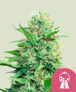 Pink Runtz Royal Queen Seeds