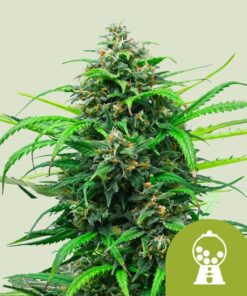 Pink Runtz Auto Royal Queen Seeds